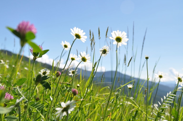 flower meadows