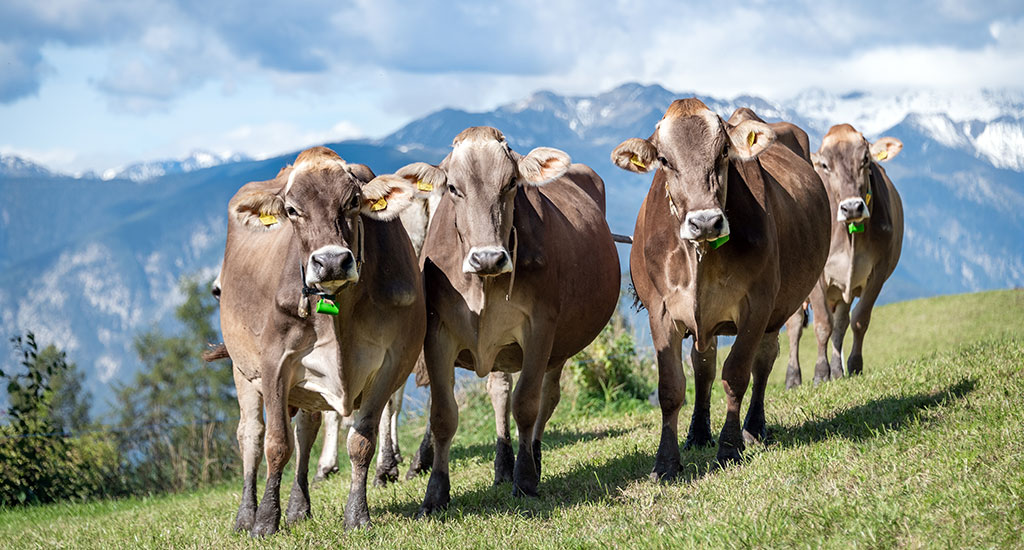 Active holidays at a farm