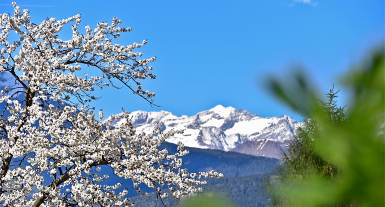 Blooming nature in April and May