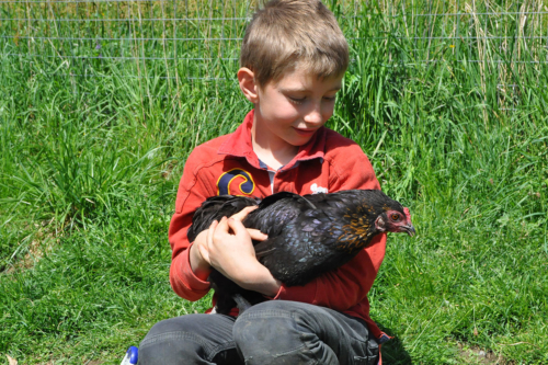 animals on the farm-hen