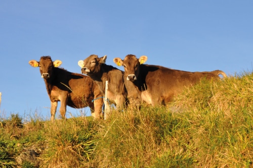 animals on the farm-calves