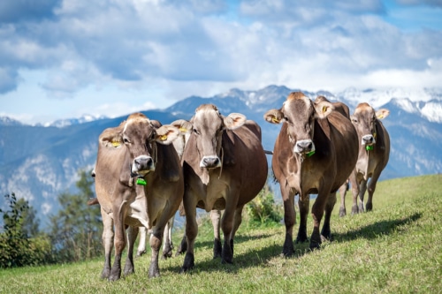 tiere-am-bauernhof-kuehe