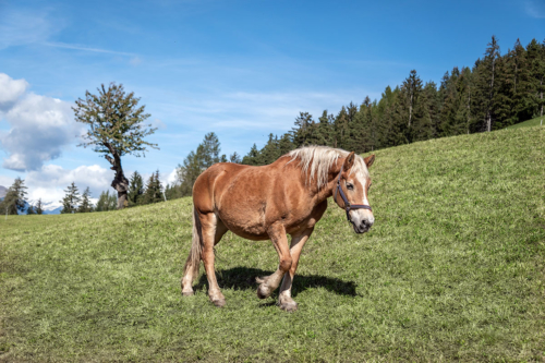 animals on the farmf-horse