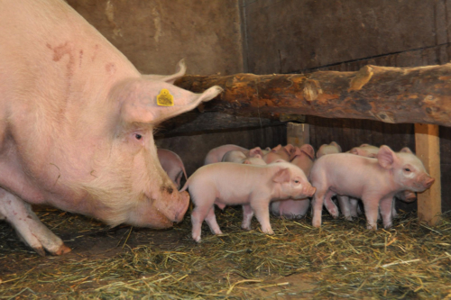 tiere-am-bauernhof-pigs